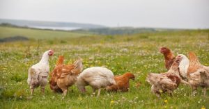 Organic Poultry – Capestone Organic Farm